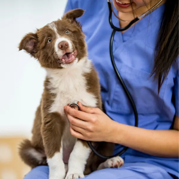 Vet holding dog 