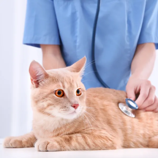 Vet tending to cat.