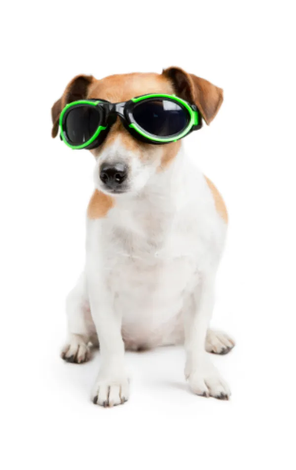 Dog Wearing UV glasses.