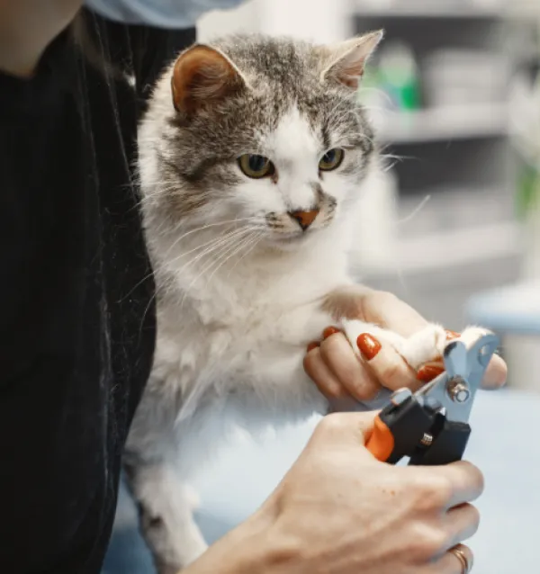 Cat being held and his nails are being trimmed