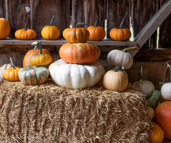 Pumpkins stacked on top of a bale of hay 