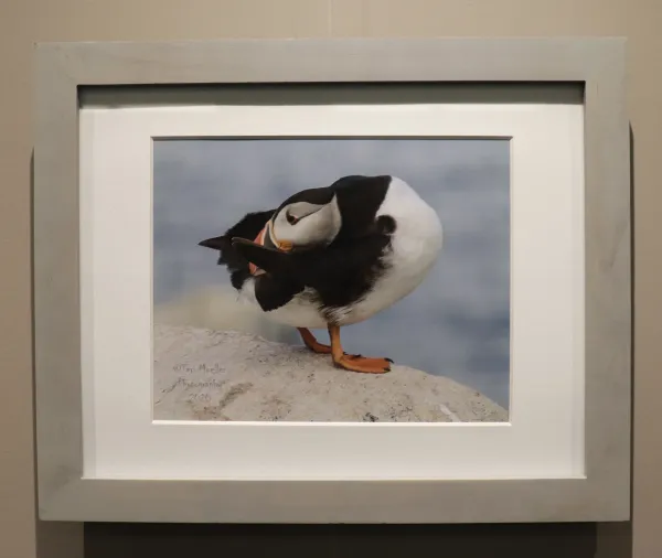 Photo of a puffin 