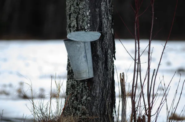 A tree with a metal bucket to collect sap attached